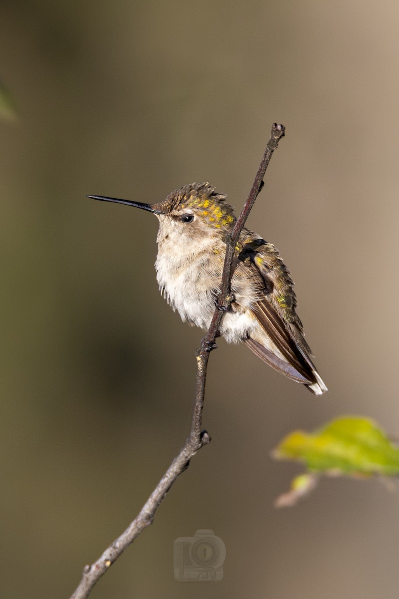 Costa's Hummingbird - ML612104897