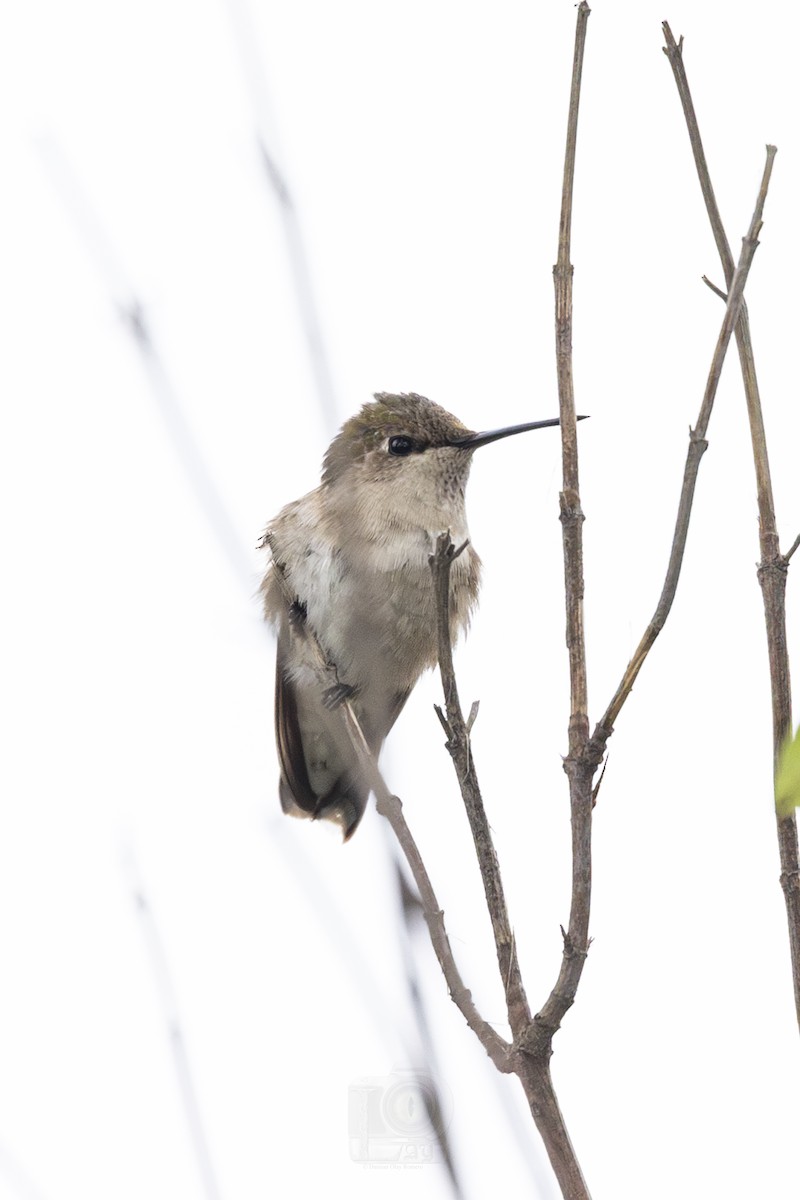Costa's Hummingbird - ML612104916