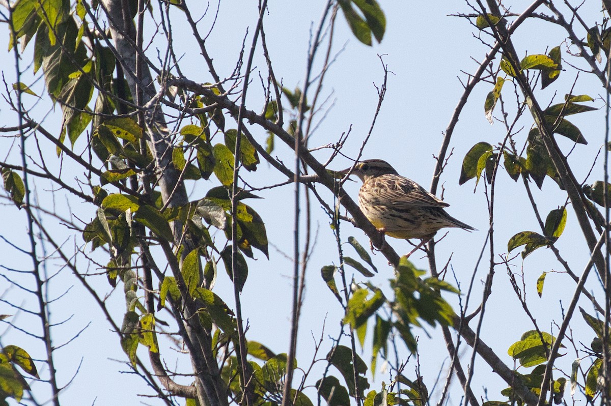 Western Meadowlark - ML612105347
