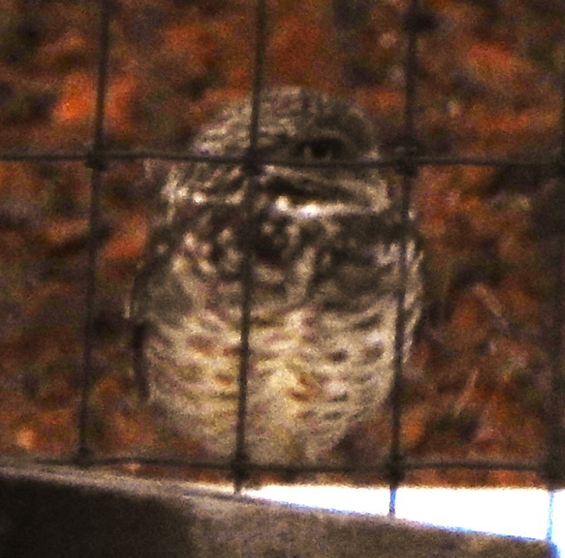 Burrowing Owl - ML612105432