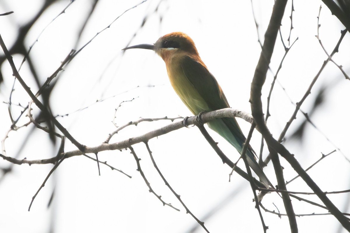 Blue-tailed Bee-eater - ML612105505