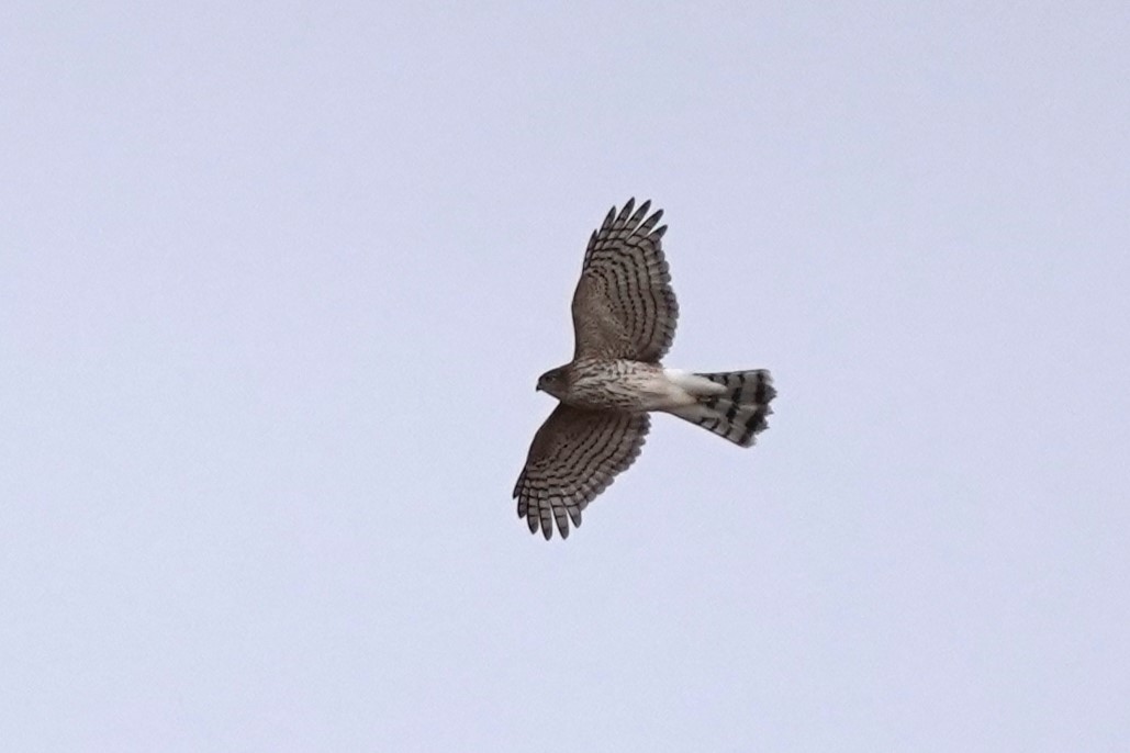 Sharp-shinned Hawk - ML612105782