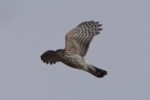 Sharp-shinned Hawk - ML612105787