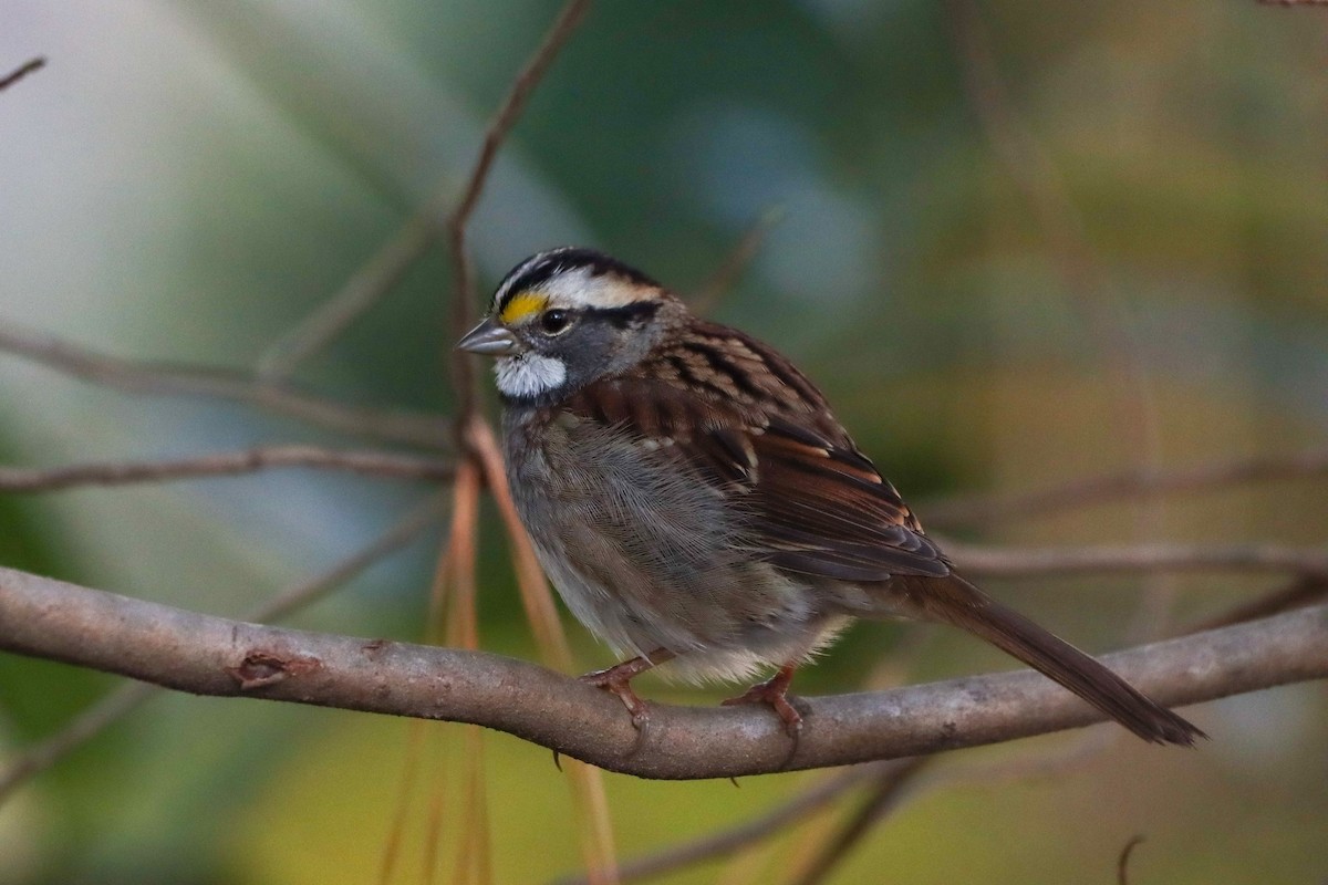 White-throated Sparrow - Madeline Wainscott