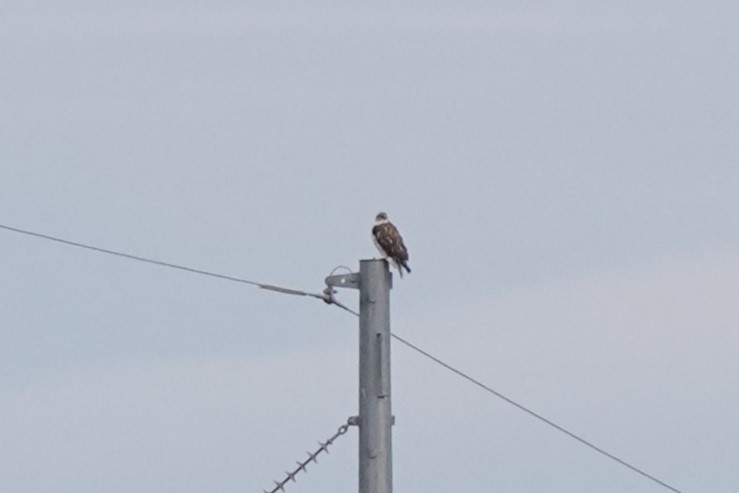 Ferruginous Hawk - ML612105913
