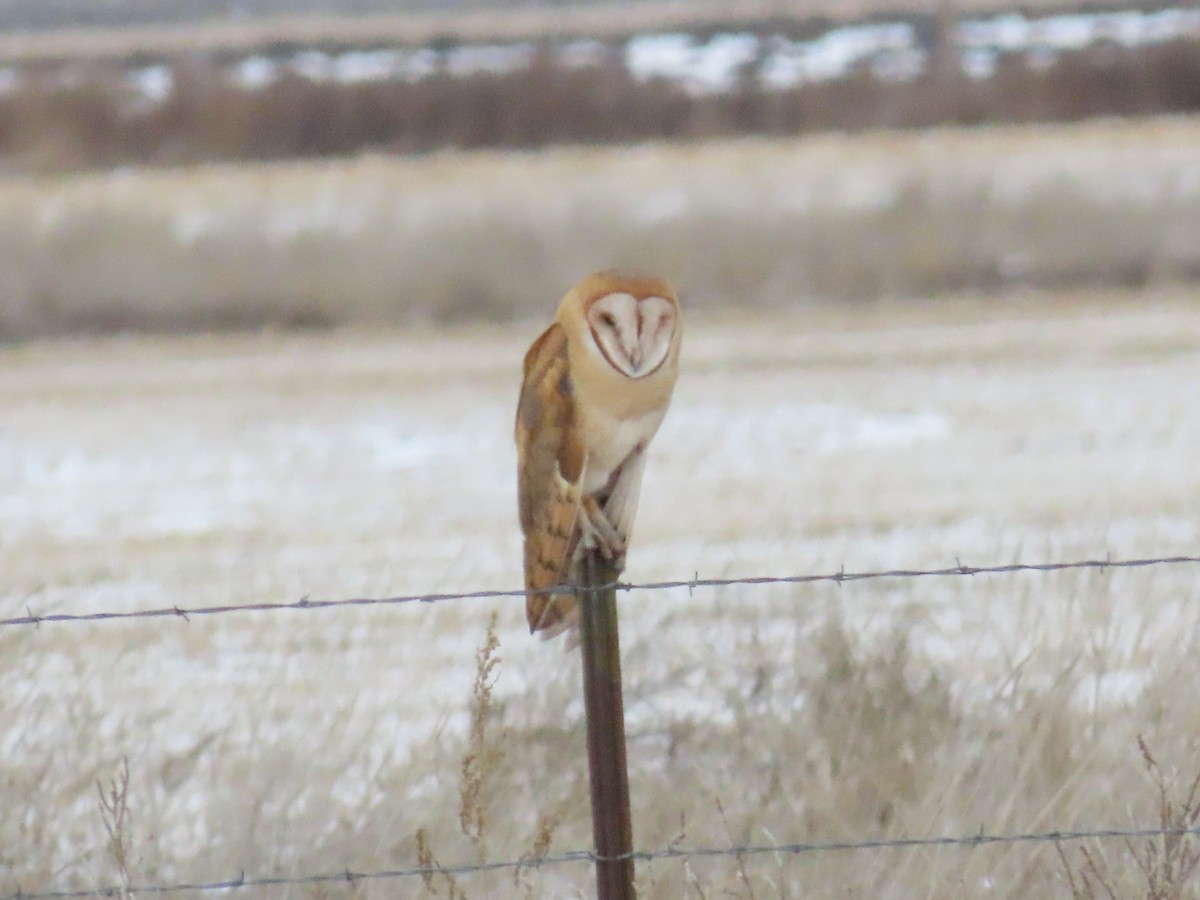 Barn Owl (American) - ML612105922