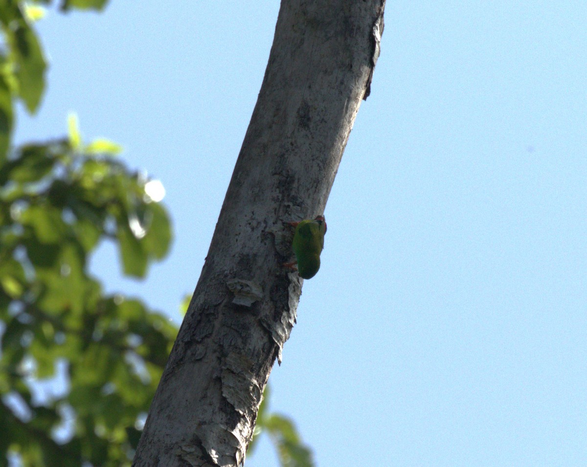 Pygmy Hanging-Parrot - ML612106124