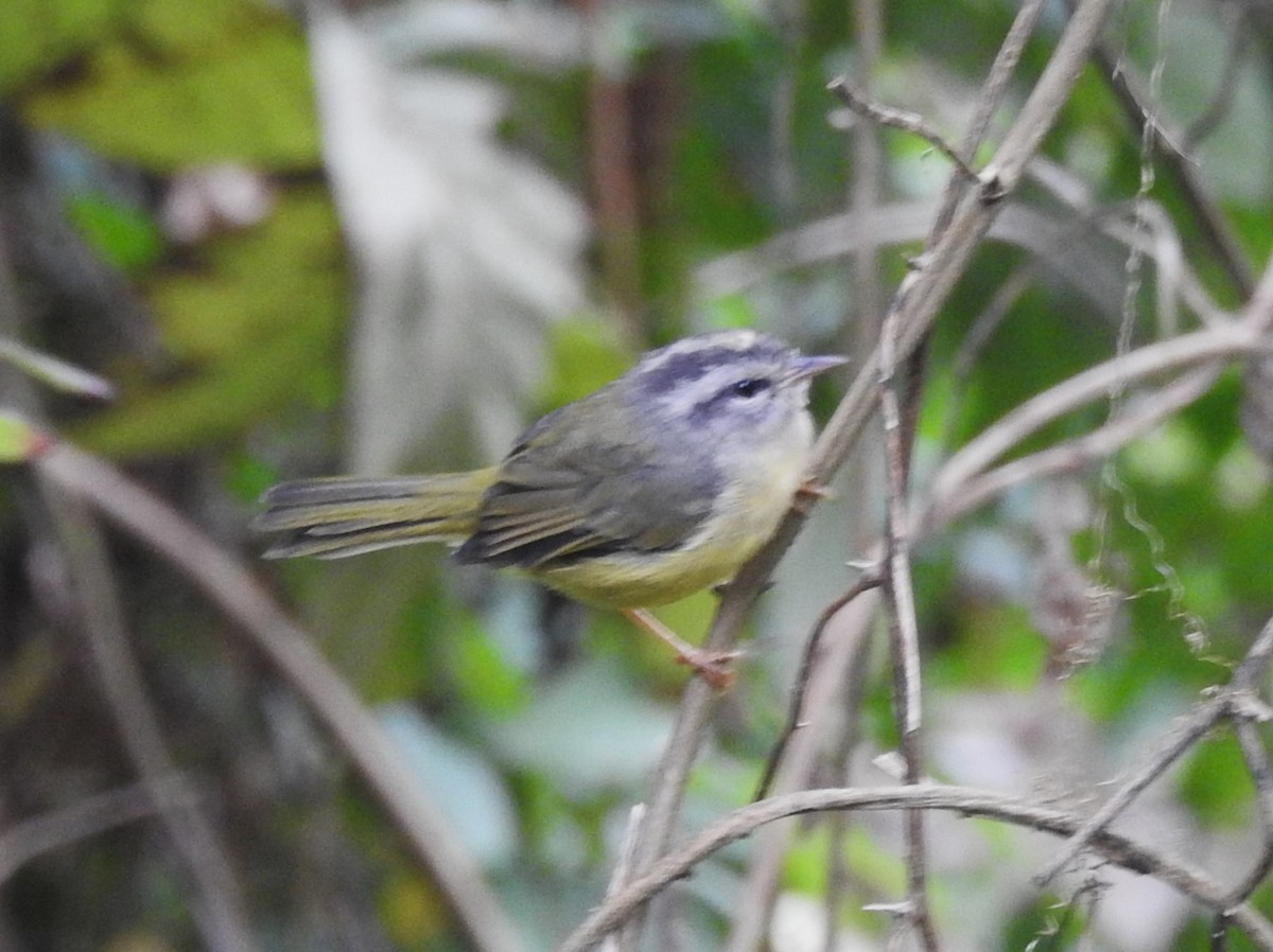 Three-banded Warbler - ML612106134