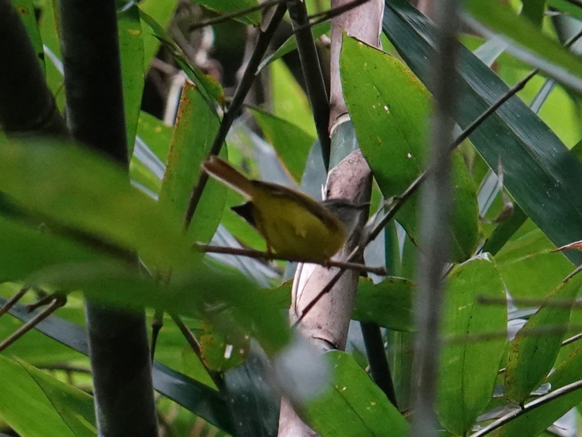 Yellow-bellied Warbler - ML612106188