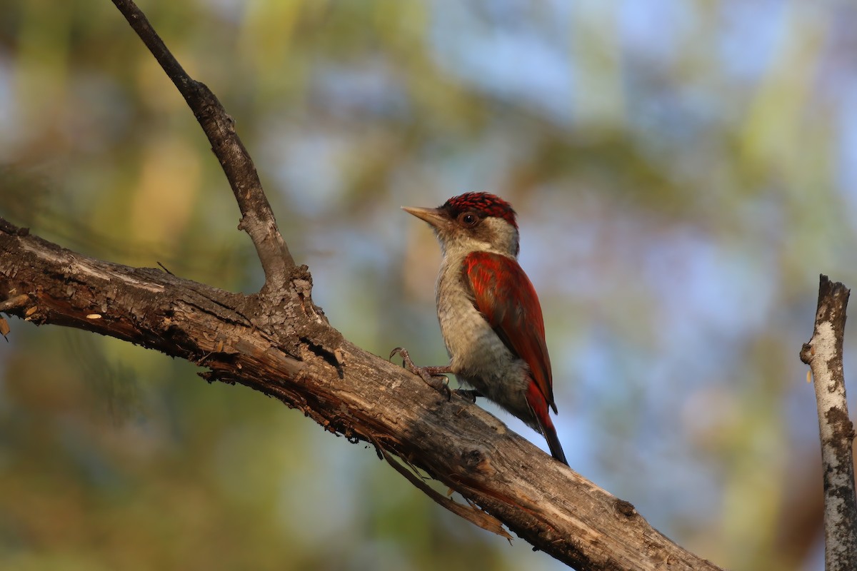 Scarlet-backed Woodpecker - ML612106301