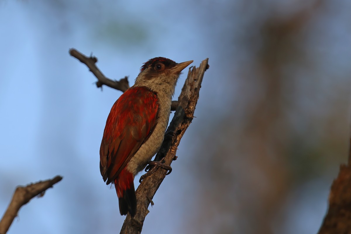 Scarlet-backed Woodpecker - ML612106304