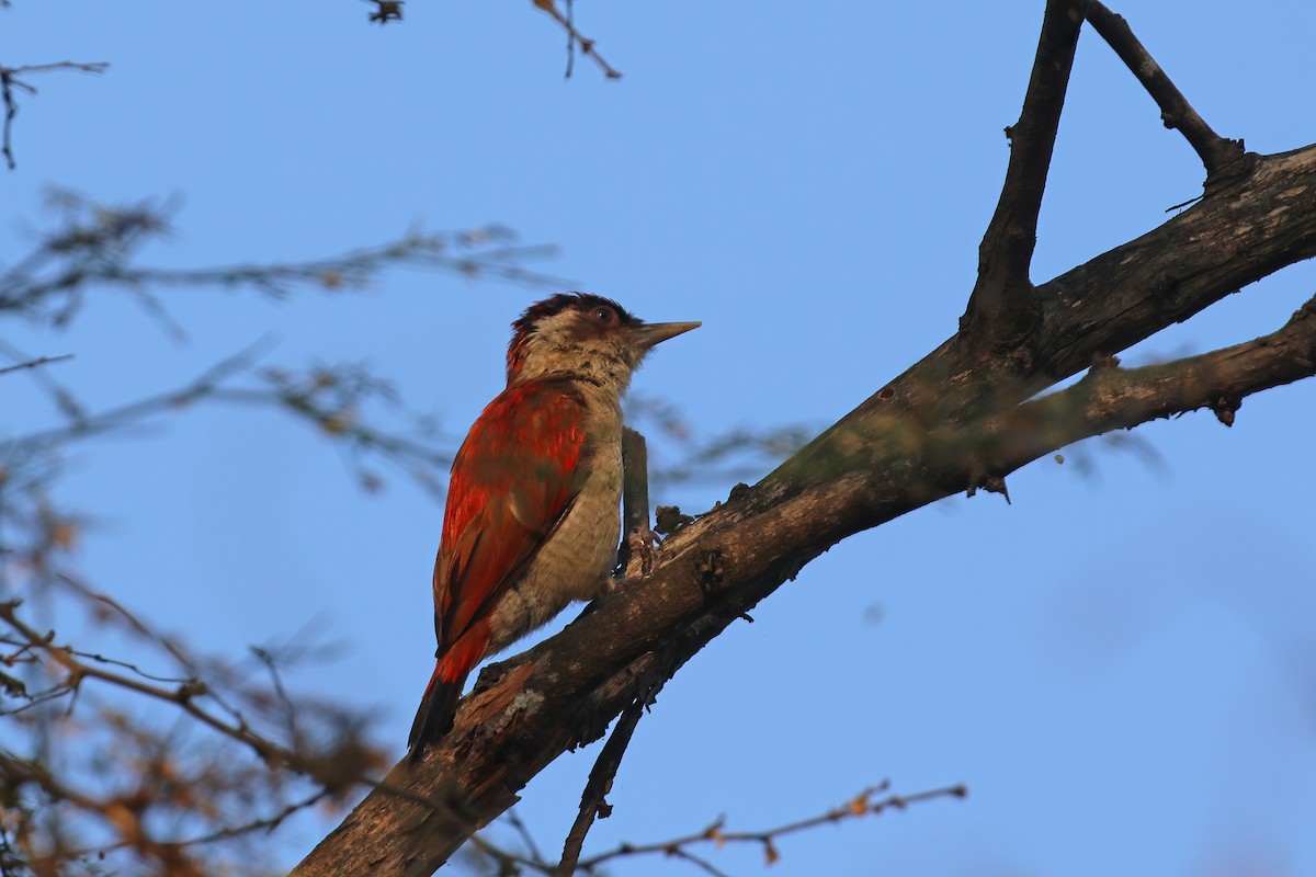 Scarlet-backed Woodpecker - ML612106310