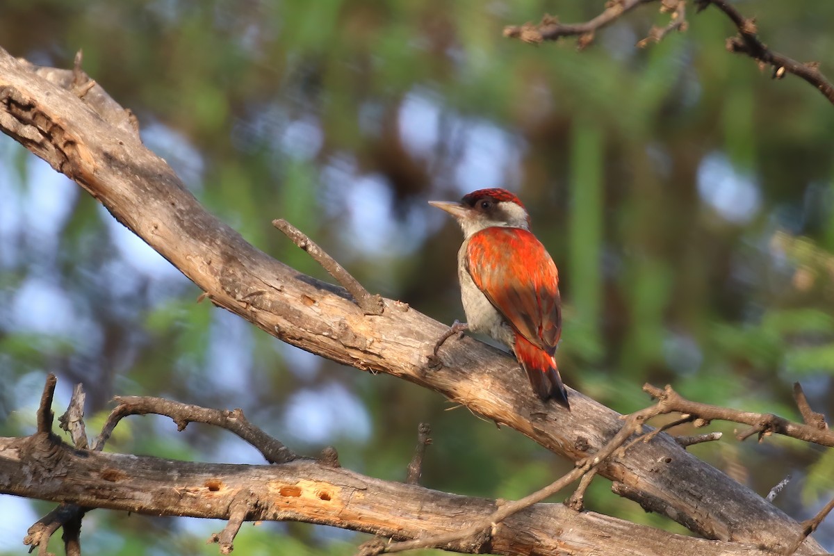 Scarlet-backed Woodpecker - ML612106313