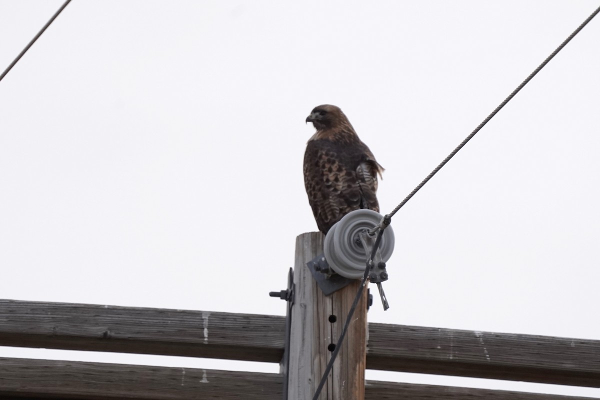 Red-tailed Hawk - ML612106386