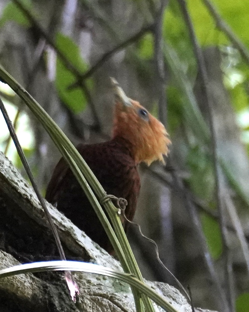Chestnut-colored Woodpecker - ML612106398