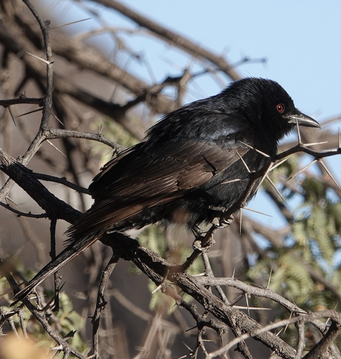Fork-tailed Drongo - ML612106809