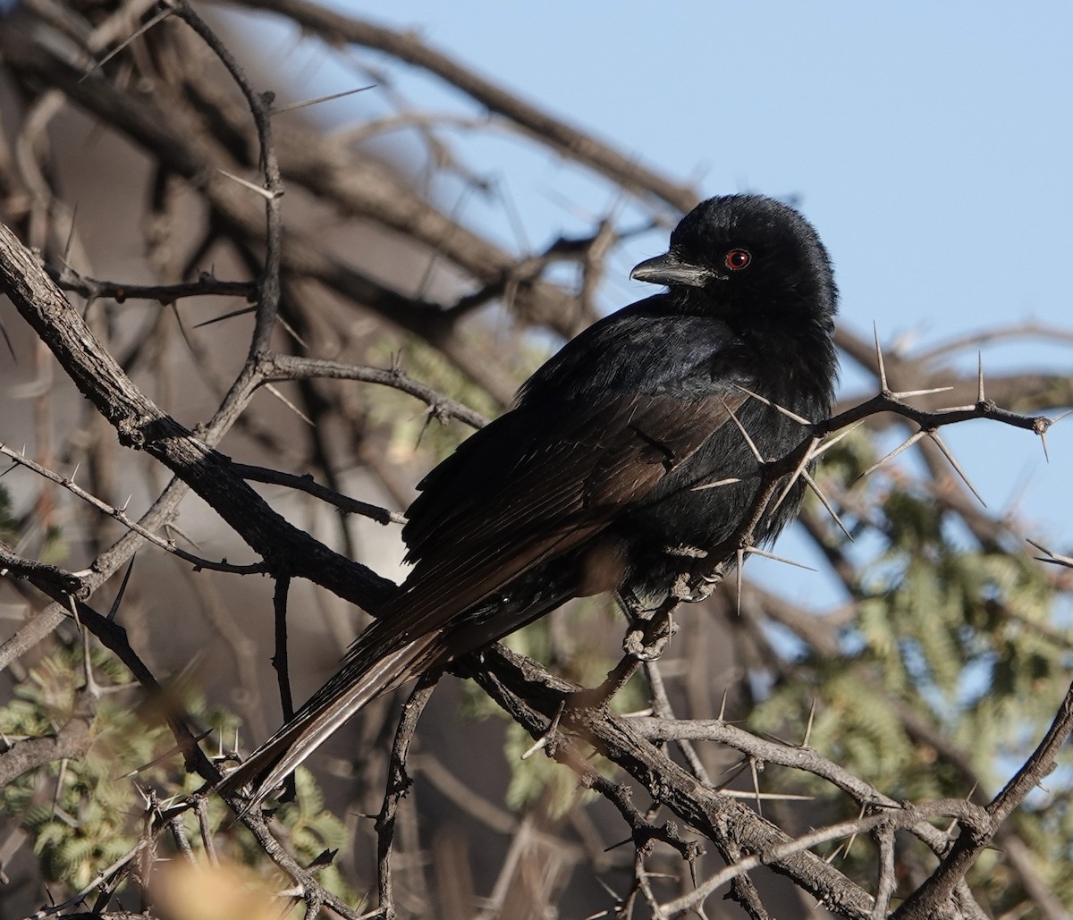 Fork-tailed Drongo - ML612106810