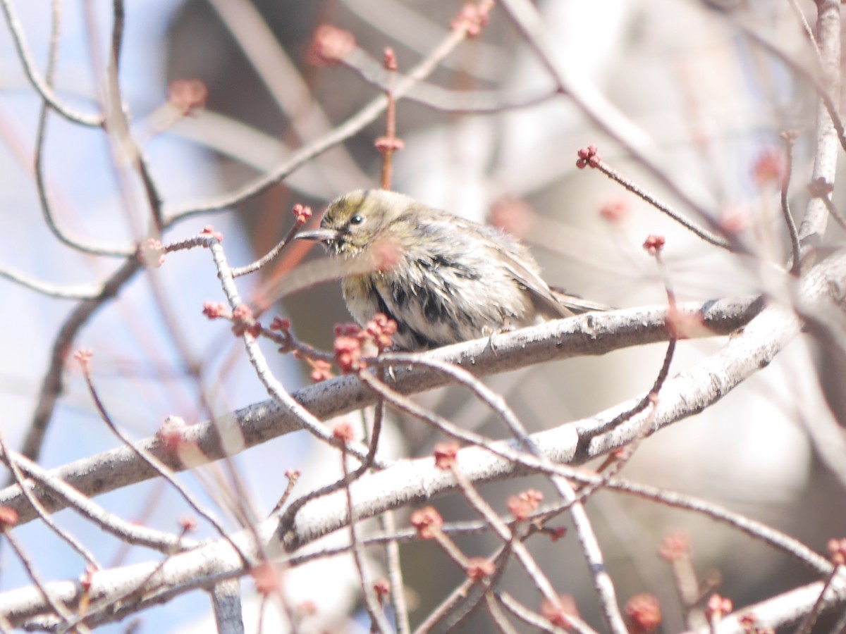 Pine Warbler - ML612107013