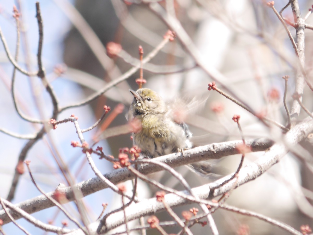 Pine Warbler - ML612107014