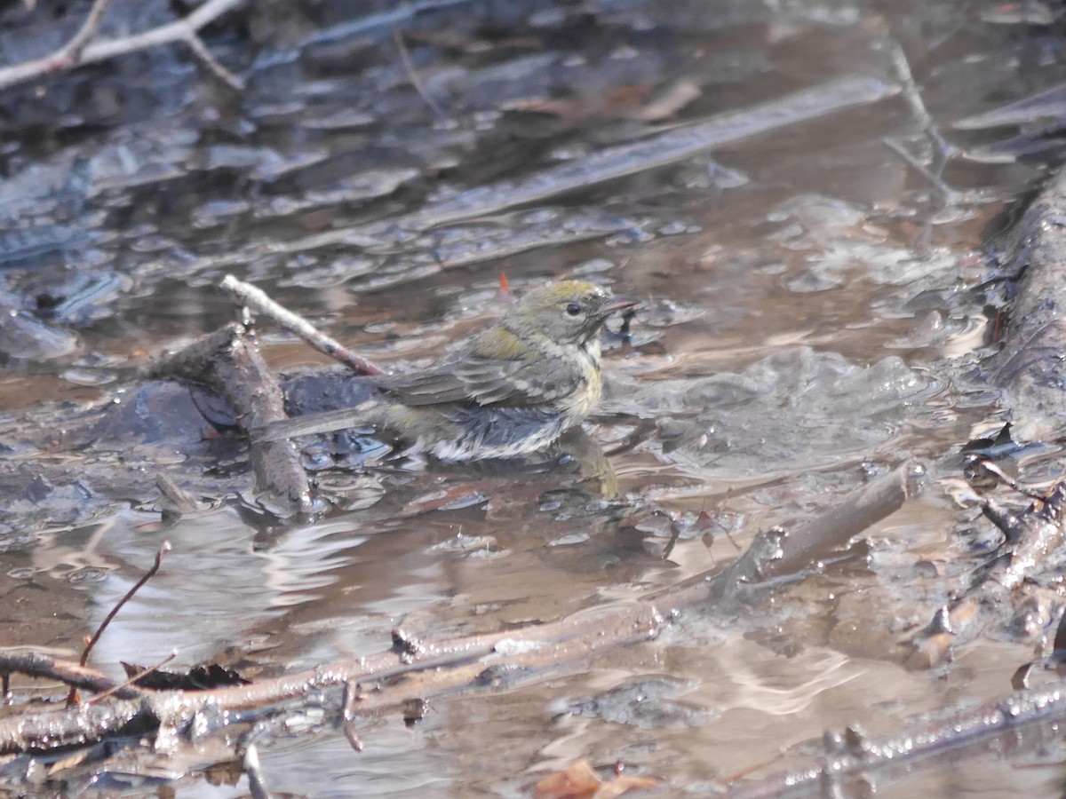 Pine Warbler - ML612107016