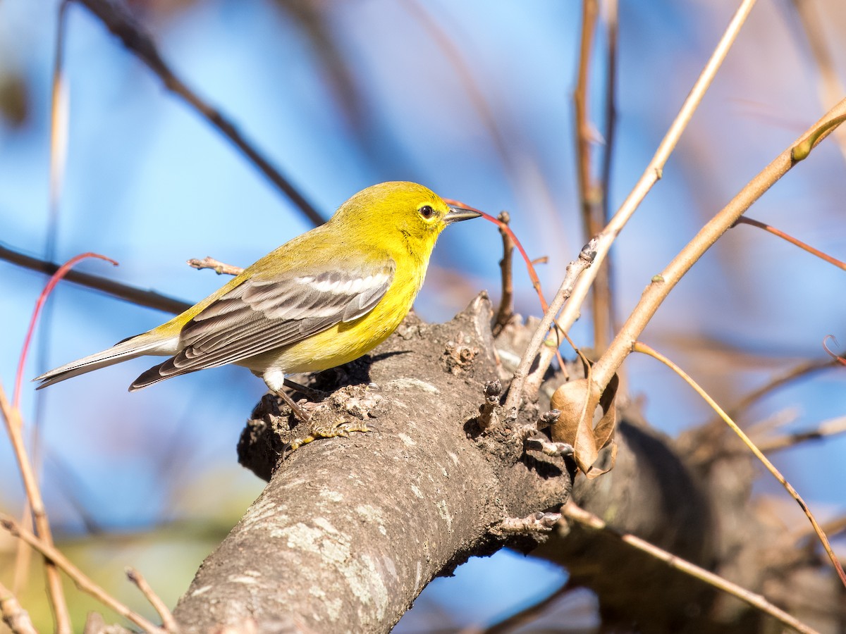 Pine Warbler - ML612107108