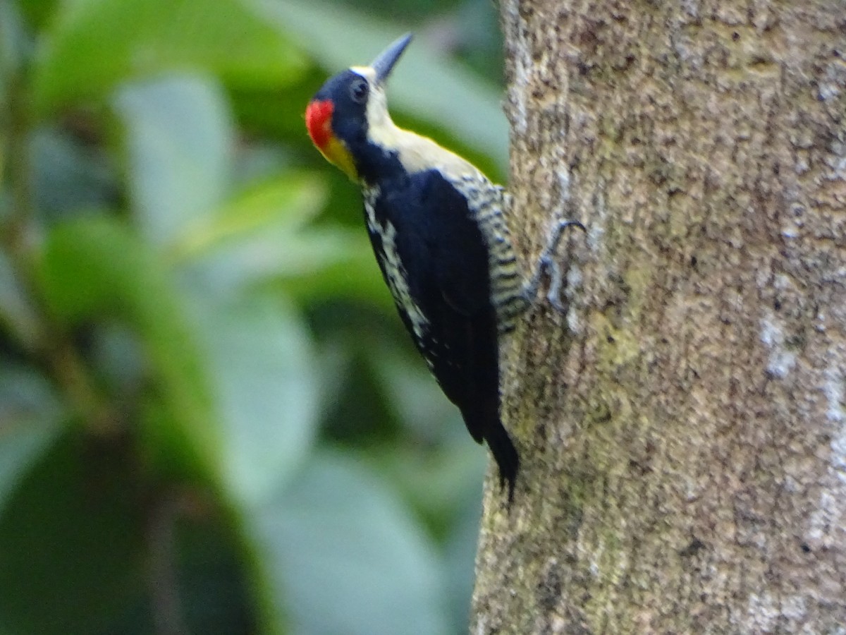 Beautiful Woodpecker - ML612107224