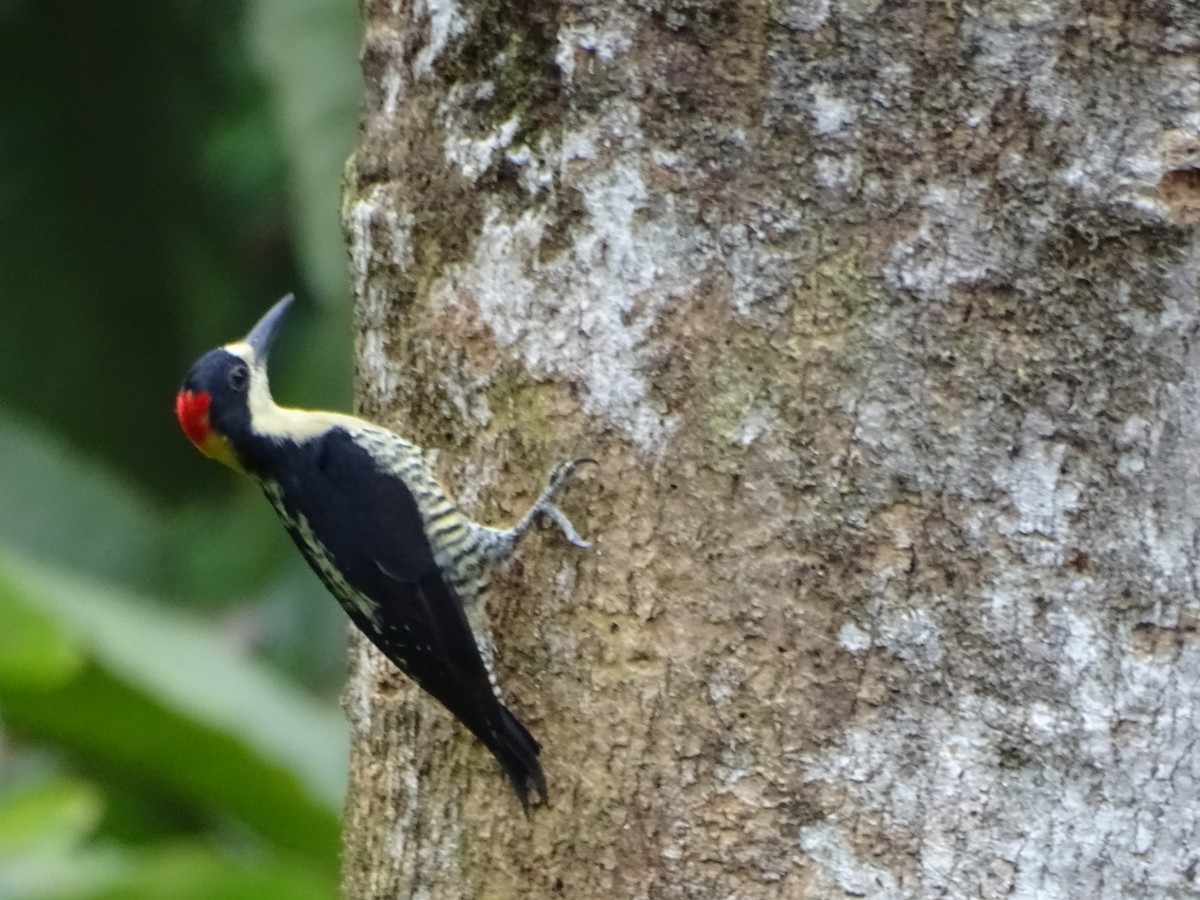 Beautiful Woodpecker - ML612107225