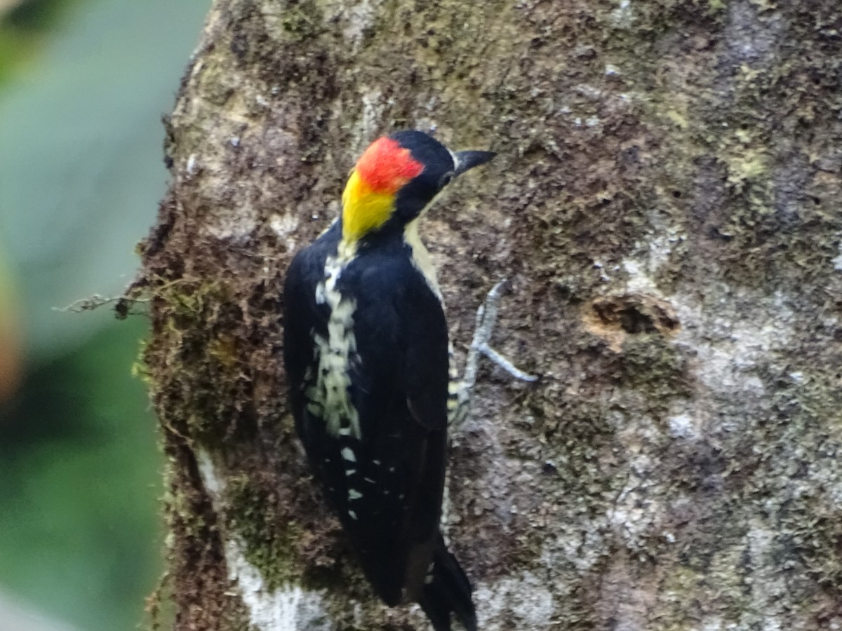 Beautiful Woodpecker - ML612107226