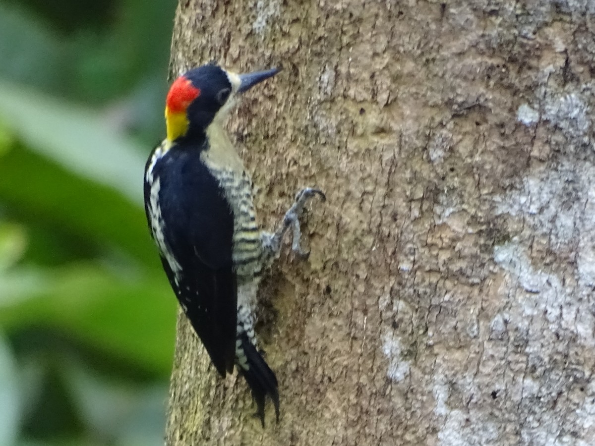 Beautiful Woodpecker - ML612107227