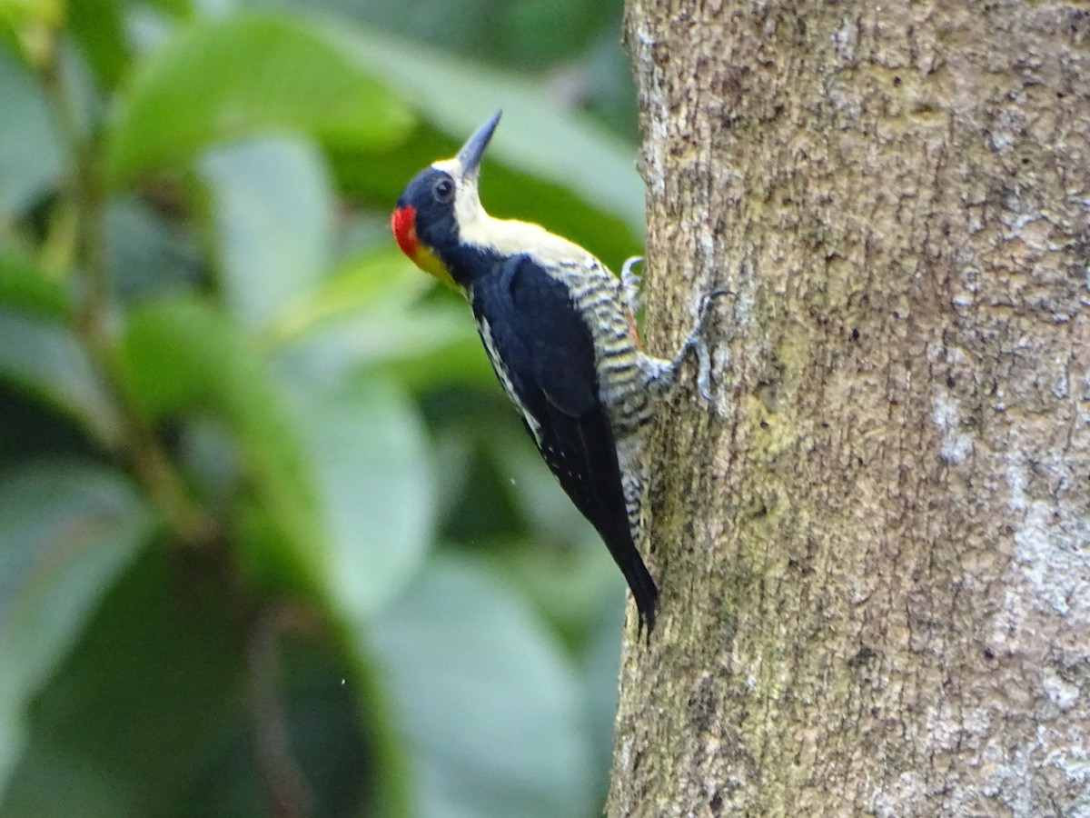 Beautiful Woodpecker - ML612107231