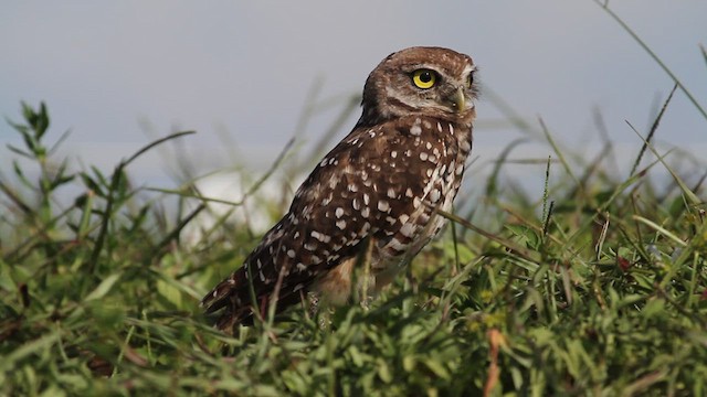 Burrowing Owl (Florida) - ML612107297