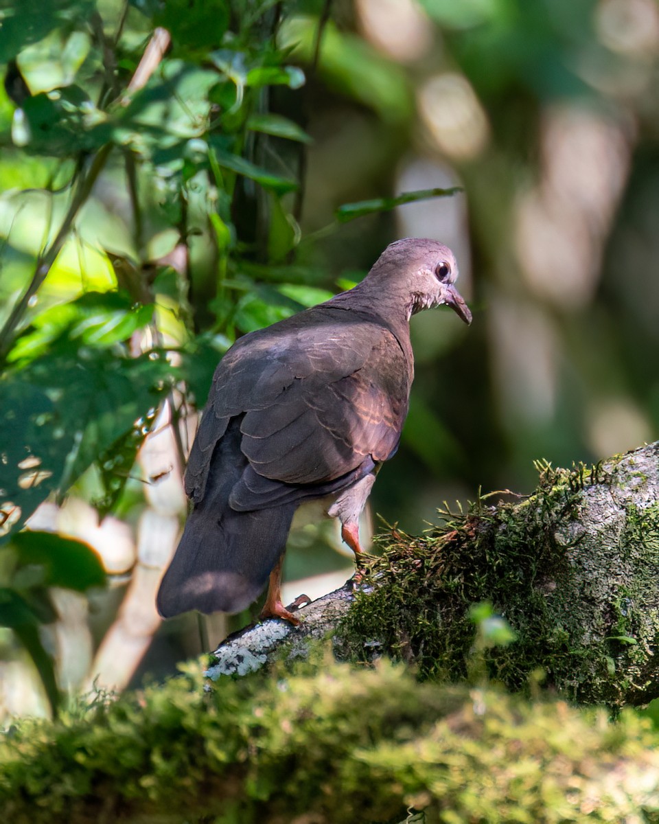Gray-fronted Dove - ML612107396