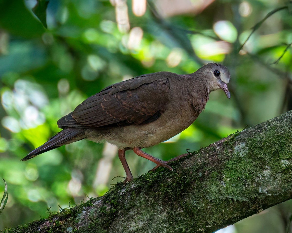 Gray-fronted Dove - ML612107397