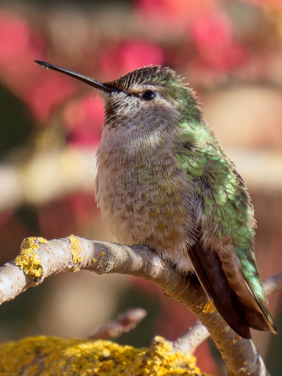 Anna's Hummingbird - ML612107860