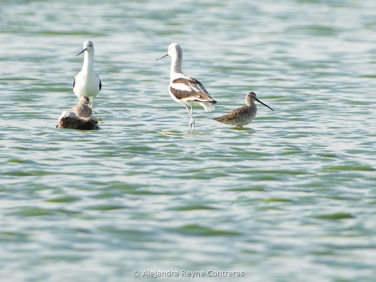 Long-billed Dowitcher - ML612107896