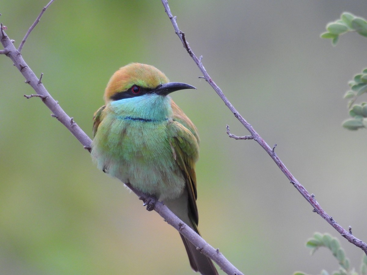 Asian Green Bee-eater - ML612108034