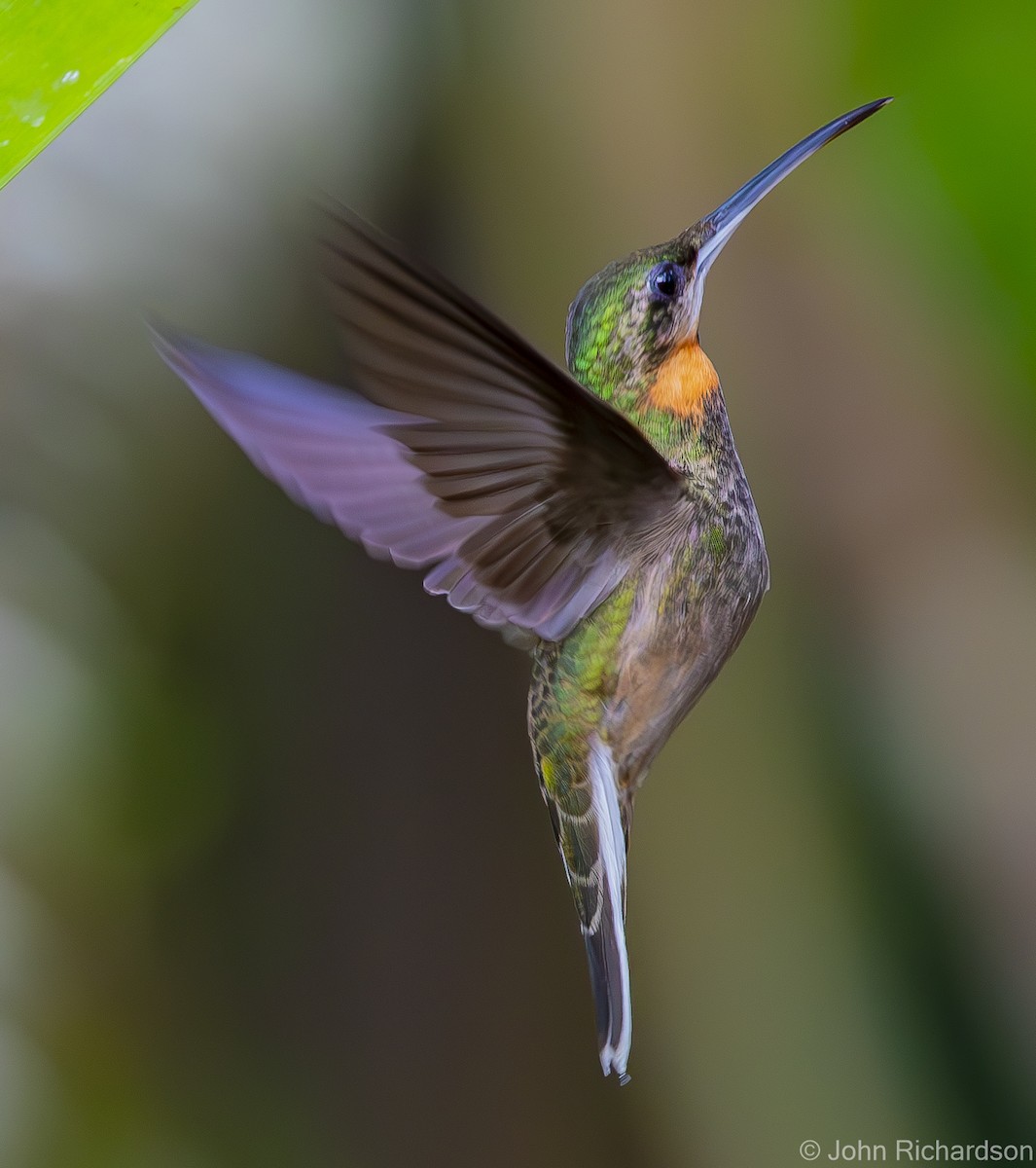 kolibřík světloocasý - ML612108056