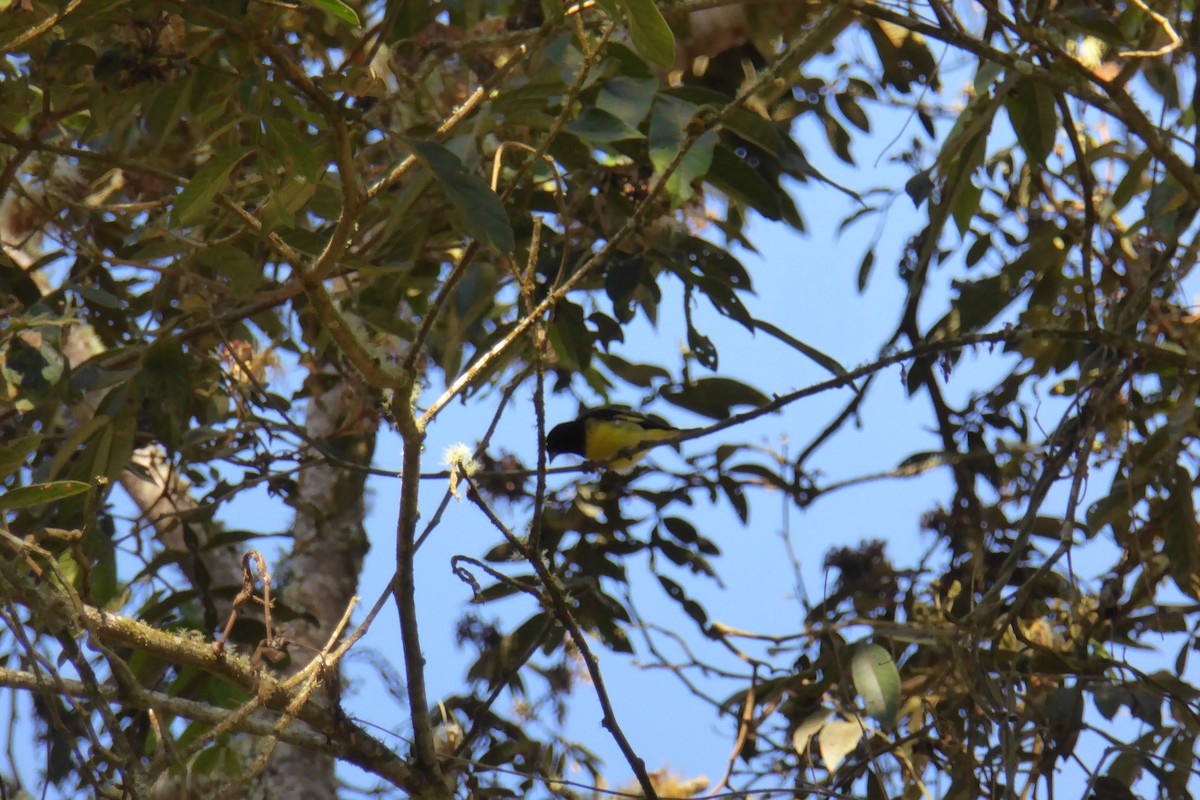 Olivaceous Siskin - ML612108065