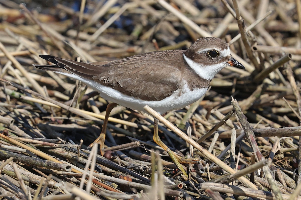 Semipalmated Plover - ML612108413
