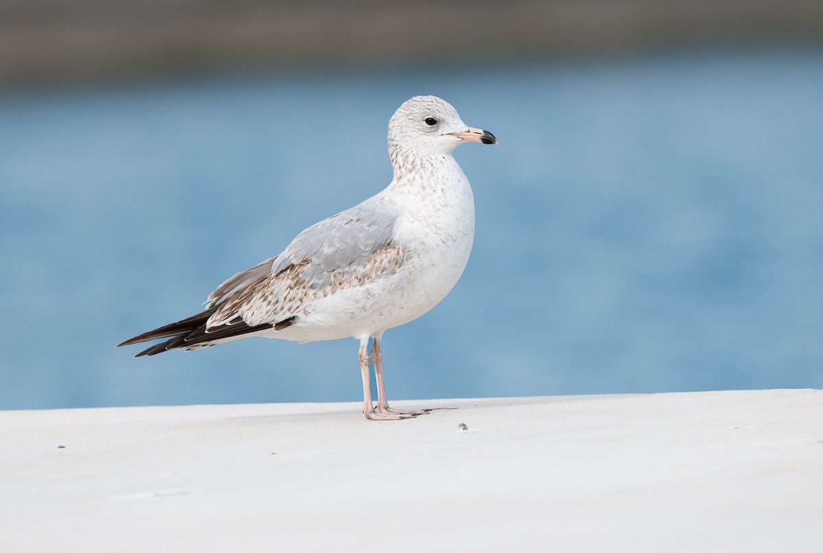 Ring-billed Gull - ML612108503