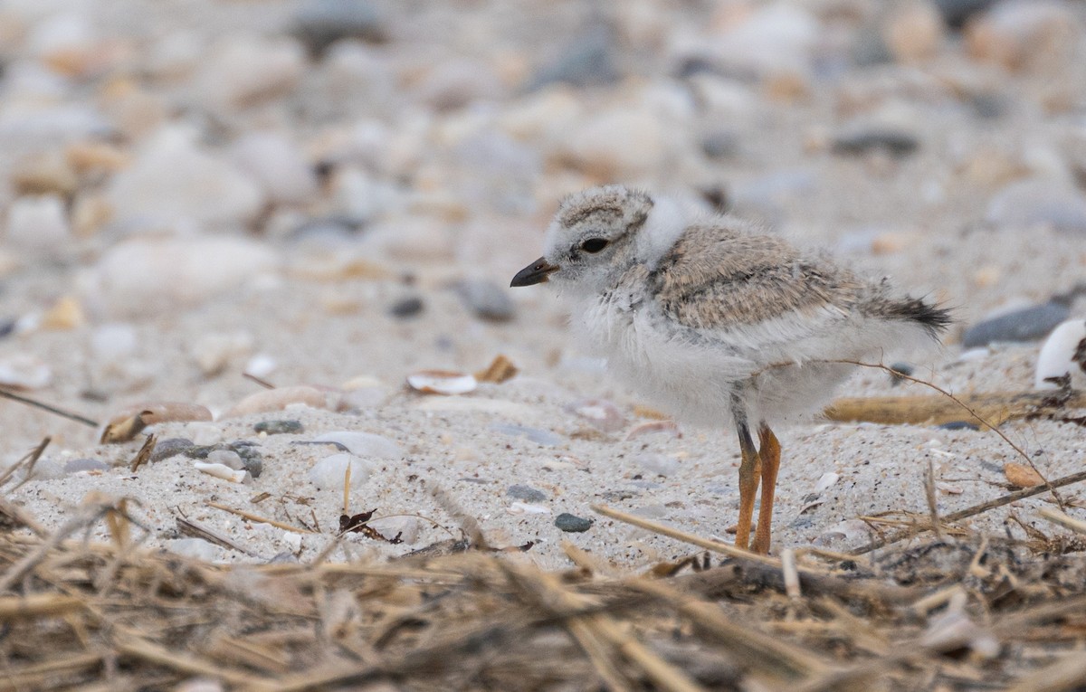 Piping Plover - ML612108505