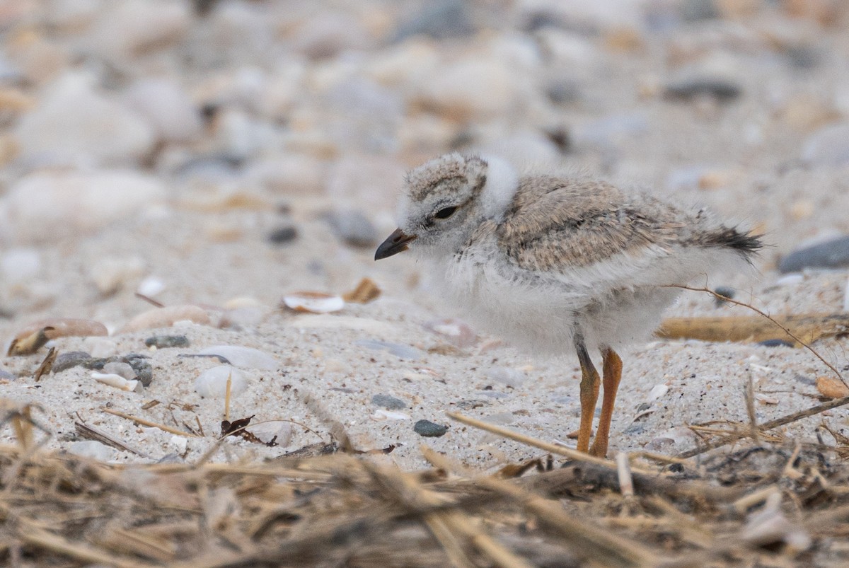 Piping Plover - ML612108506