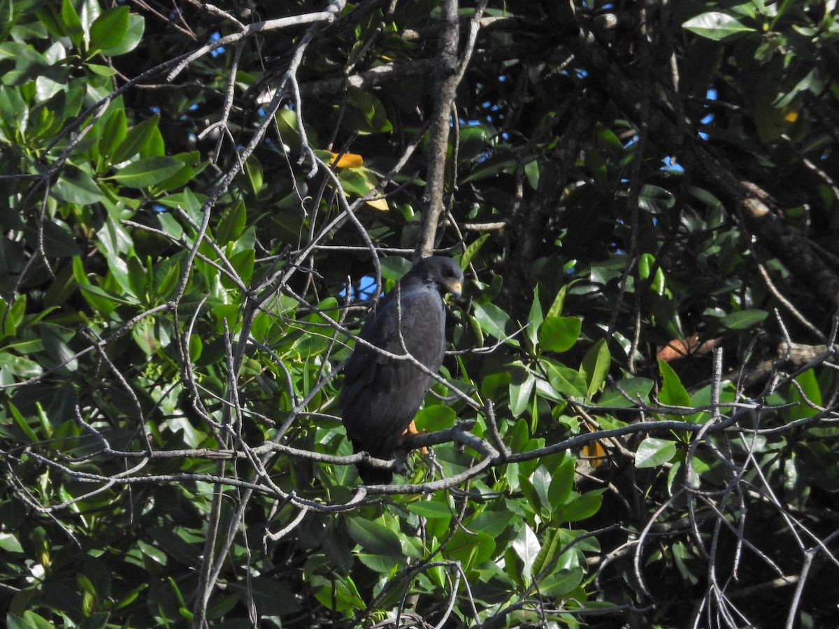Common Black Hawk (Mangrove) - ML612108719