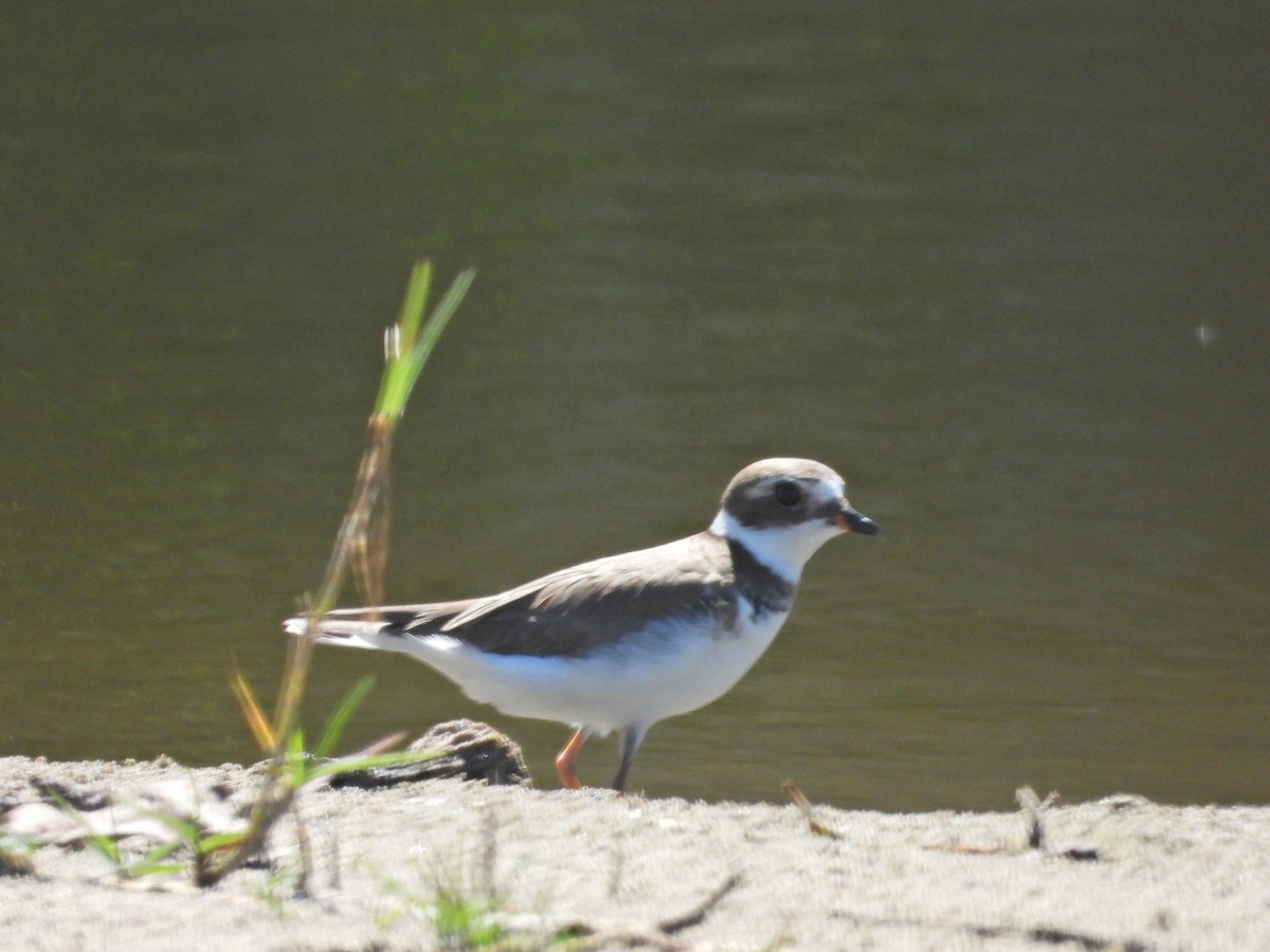 Semipalmated Plover - ML612108751