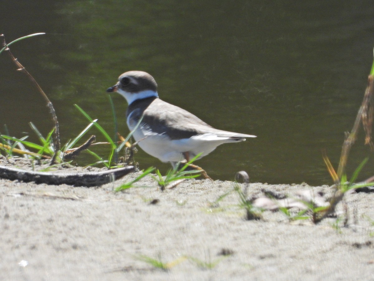 Semipalmated Plover - Ludwing Sánchez