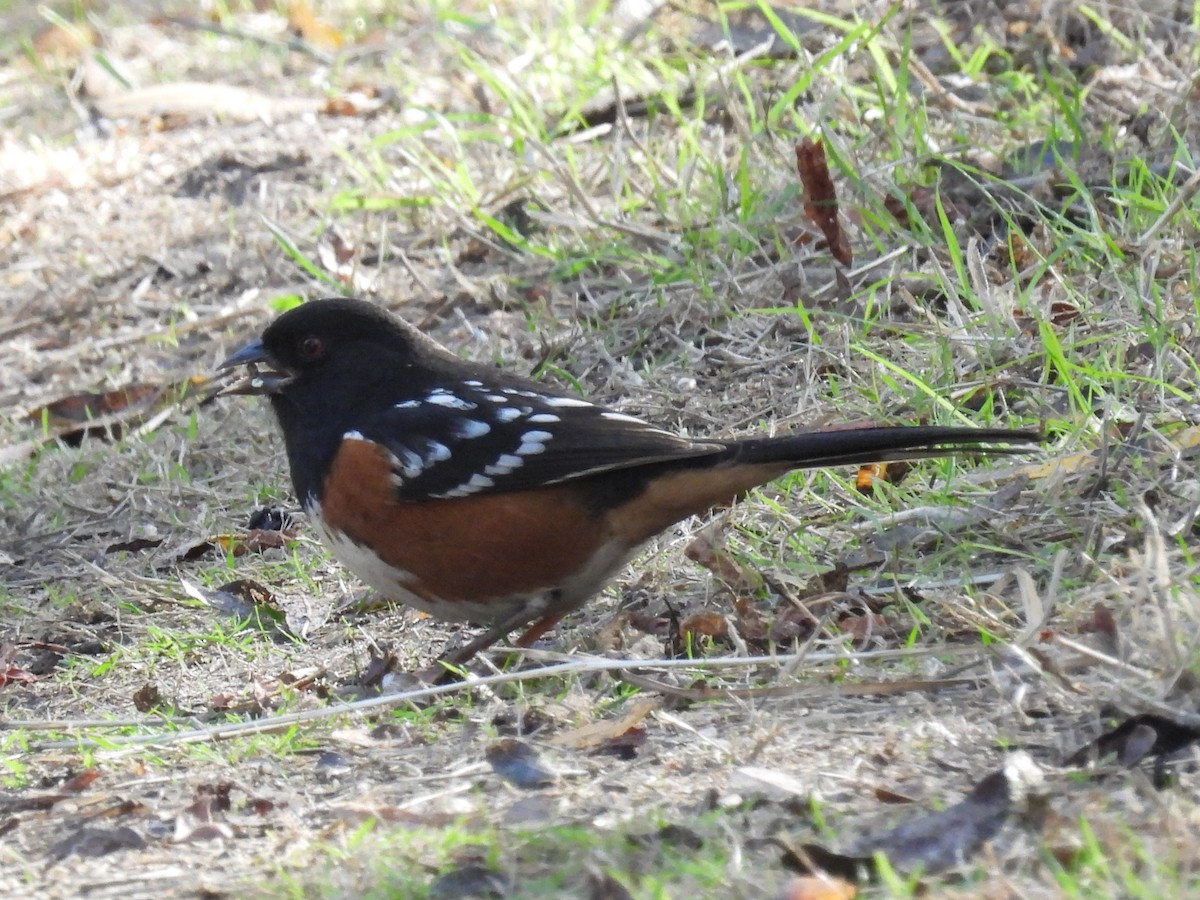 Spotted Towhee - ML612108827
