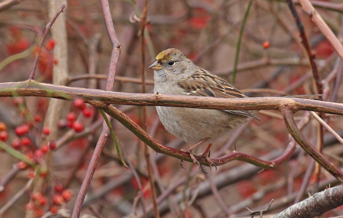 Golden-crowned Sparrow - ML612108977