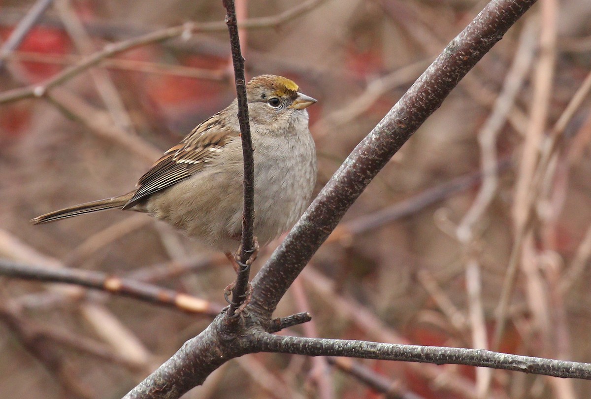 Golden-crowned Sparrow - ML612108978