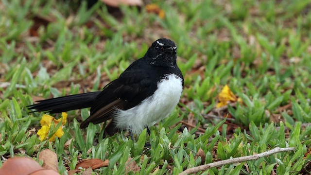 Willie-wagtail - ML612109107
