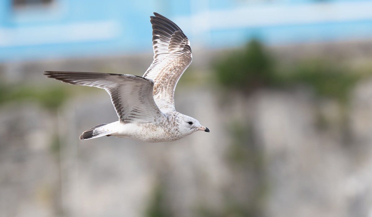 Ring-billed Gull - ML612109142